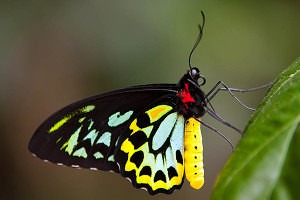 farfalla