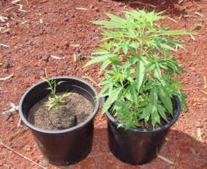 piantine-marijuana-canapa-indiana