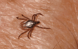 zecca_ixodes_ricinus