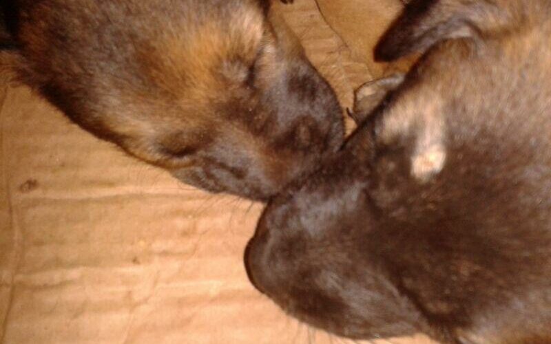 CUCCIOLI ABBANDONATI DENTRO UN CARTONE