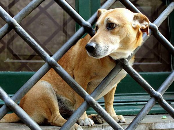 Il sindaco di Noto, Corrado Bonfanti, risponde alla richiesta di intervento sui latrati dei cani