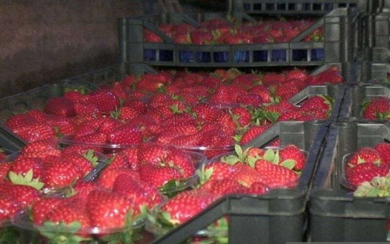 CASSIBILE: TUTTO PRONTO PER LA SECONDA EDIZIONE  DELLA SAGRA DELLA FRAGOLA