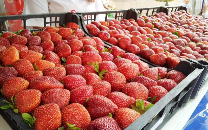 Fragole a tinchité, a Cassibile arriva la sagra, fervono i preparativi