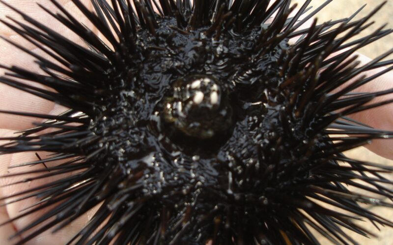 PRIOLO GARGALLO – DUE PESCATORI DI RICCI SANZIONATI