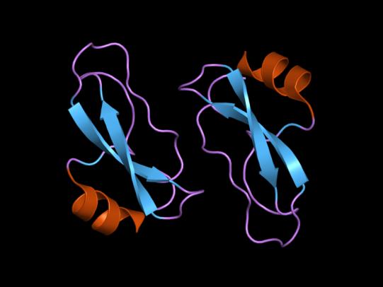 La proteina della memoria