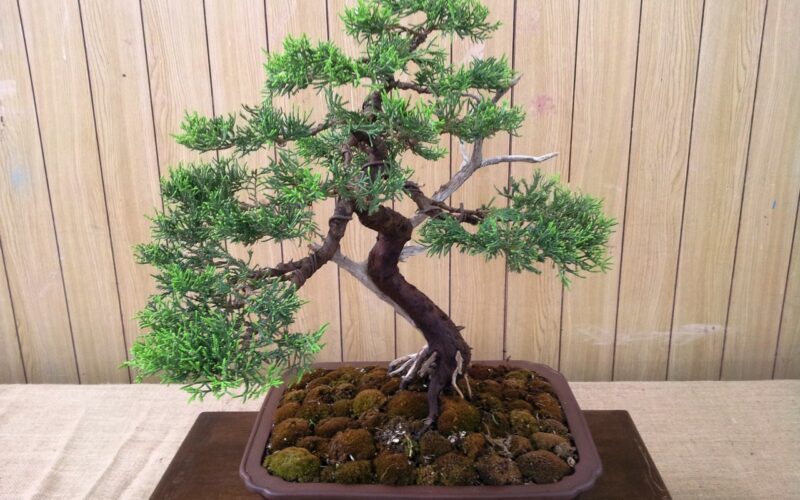Foto – Mostra Bonsai