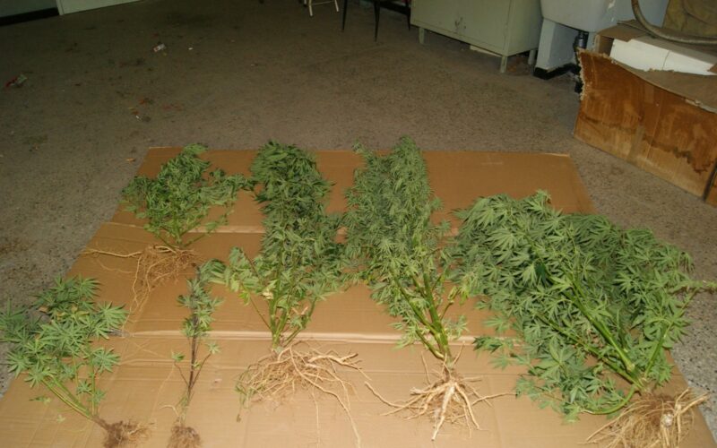 AUGUSTA – CARABINIERI INDIVIDUANO PIANTAGIONE DI MARIJUANA
