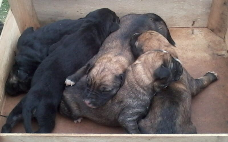 Siracusa, Polizia Provinciale, salvati cinque cuccioli di cane abbandonati