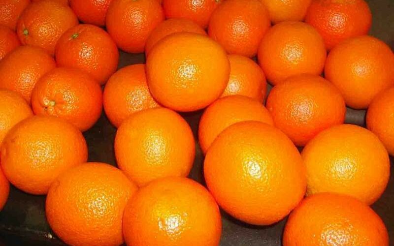 Cassibile, tentano di rubare agrumi, Carabinieri li bloccano