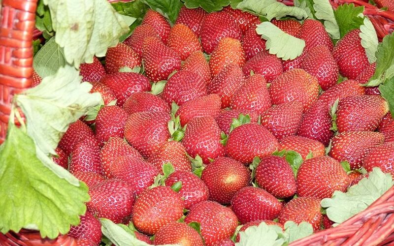 Sagra della Fragola, edizione 2015 [tutto il programma]