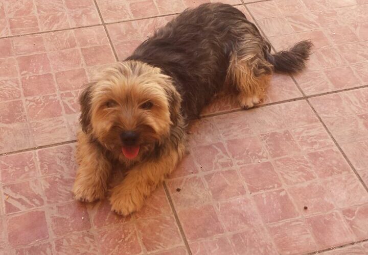 Help!!! Aiutateci a trovare il padrone di questa cagnolina!