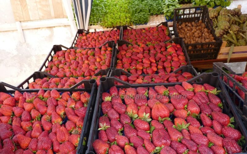 Sagra della Fragola [GUARDA LE FOTO]