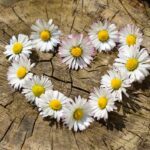 Donazione organi