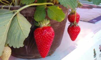 Sagra della Fragola di Cassibile, dal 20 al 22 aprile con primo premio spettacolare