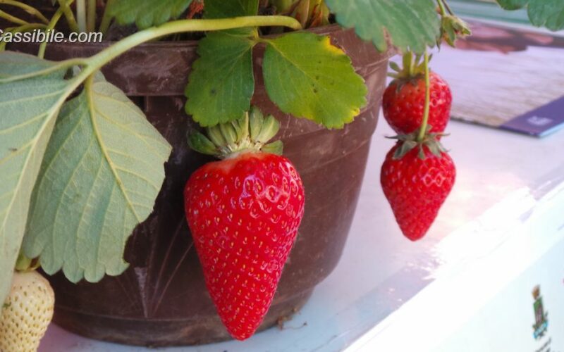 Sagra della Fragola di Cassibile, dal 20 al 22 aprile con primo premio spettacolare