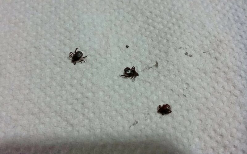 Zecche e topi a Cassibile, il problema c’è, genitore scrive lettera