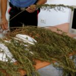 Trovato a Cassibile con 47 piante di canapa indiana in casa, arrestato dai Carabinieri