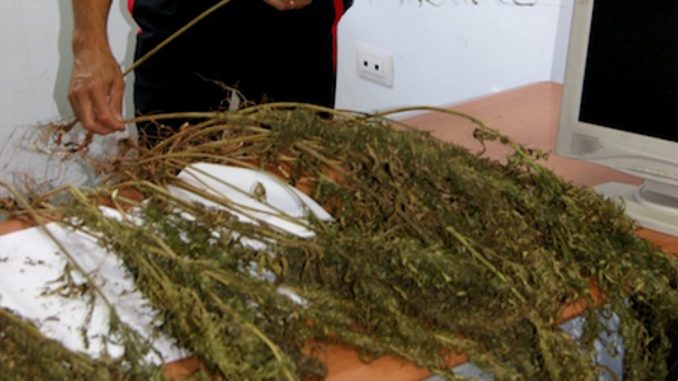 Trovato a Cassibile con 47 piante di canapa indiana in casa, arrestato dai Carabinieri