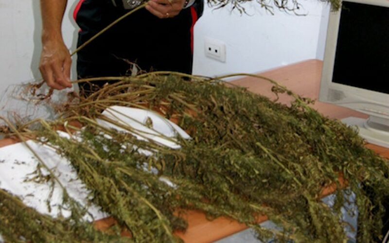 Trovato a Cassibile con 47 piante di canapa indiana in casa, arrestato dai Carabinieri