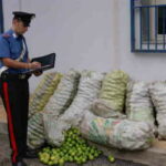 Rubano 500 chili di limoni da azienda agricola, arrestati dai carabinieri di Cassibile