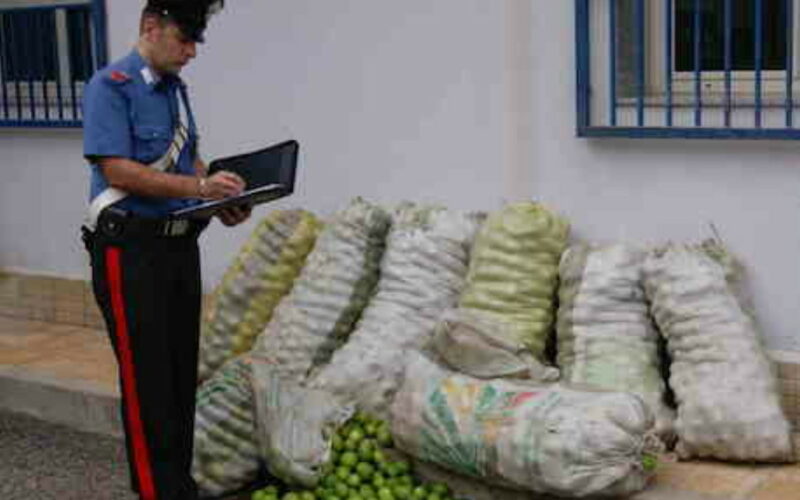 Rubano 500 chili di limoni da azienda agricola, arrestati dai carabinieri di Cassibile