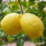 Il Limone di Siracusa in diretta su Rai Uno a Buono a Sapersi