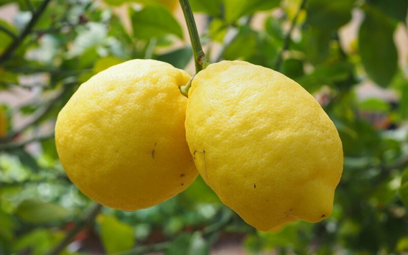 Il Limone di Siracusa in diretta su Rai Uno a Buono a Sapersi [VIDEO]