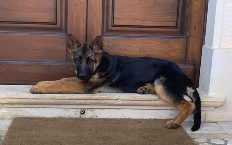 Smarrito cucciolo di pastore tedesco, ricompensa a chi lo trova