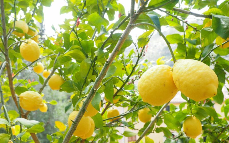 Contributi al 100per cento a fondo perduto per agrumicoltura