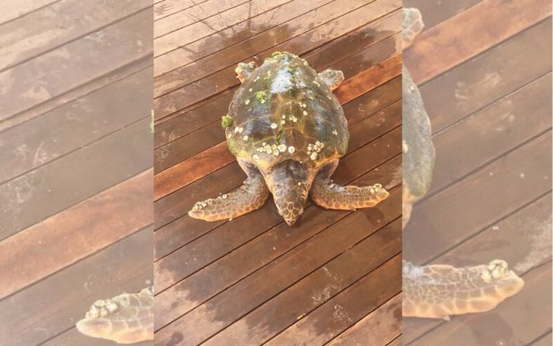 Capitaneria porto di Siracusa salva tartaruga e sequestra prodotto ittico