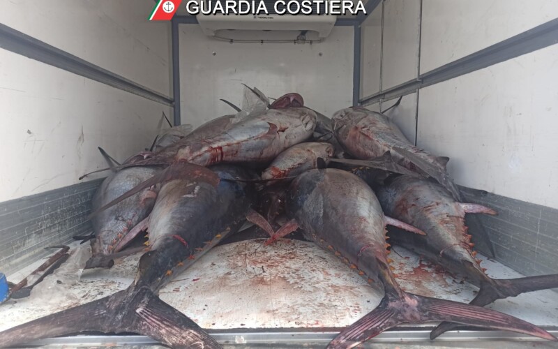 Controllo Guardia Costiera: sequestrate 14 tonnellate di tonno rosso [Video]