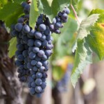 Coldiretti: vendemmia anticipata di 15 giorni in Sicilia