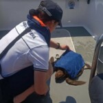 Tartarughe Caretta-Caretta salvate da Guardia costiera di Siracusa