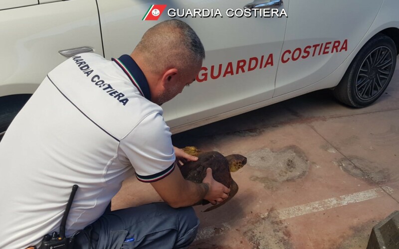 Ritrovamento di tartarughe marine Caretta-Caretta a Siracusa