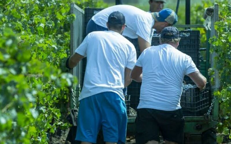G7 di Siracusa: Agricoltura in crisi, urgente sostenere i viticoltori