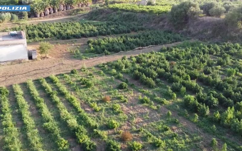 Operazione antidroga a Partinico: sequestrati oltre 500 kg