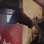 Indagine corse clandestine cavalli a Catania: sequestri e denunce