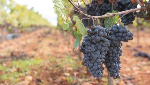 Etna verso la DOCG, conto alla rovescia per il 2026
