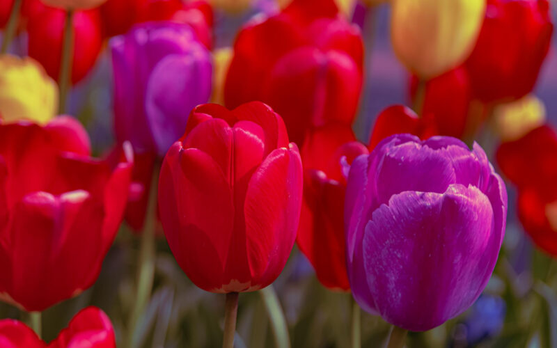Tulipani celebrano la primavera in Sicilia fra shopping e natura