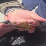 Recuperata borsa con oro rubato grazie a indagine mirata