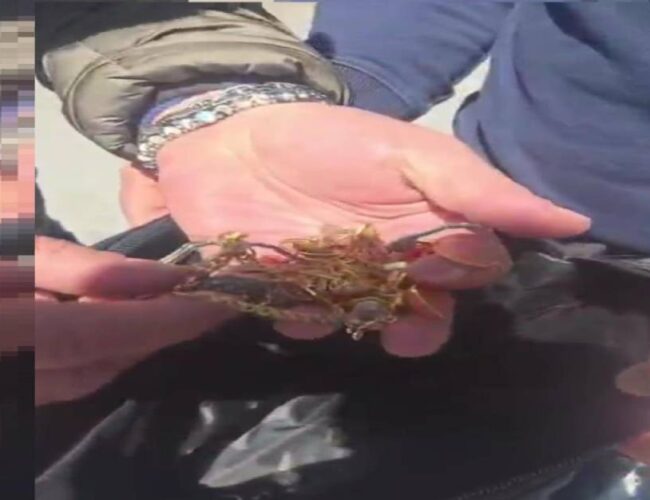 Recuperata borsa con oro rubato grazie a indagine mirata