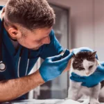 Veterinari Asp Messina ottengono il tempo pieno dopo venti anni