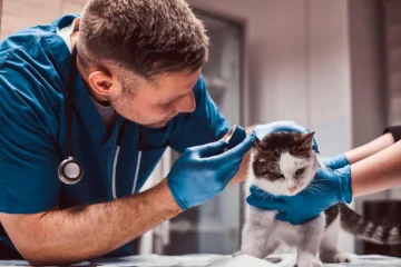 Veterinari Asp Messina ottengono il tempo pieno dopo venti anni