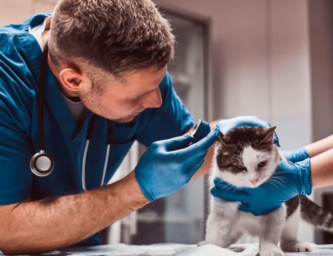 Veterinari Asp Messina ottengono il tempo pieno dopo venti anni